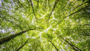 Lee más sobre el artículo La lucha contra el cambio climático, un compromiso en aras del bien común