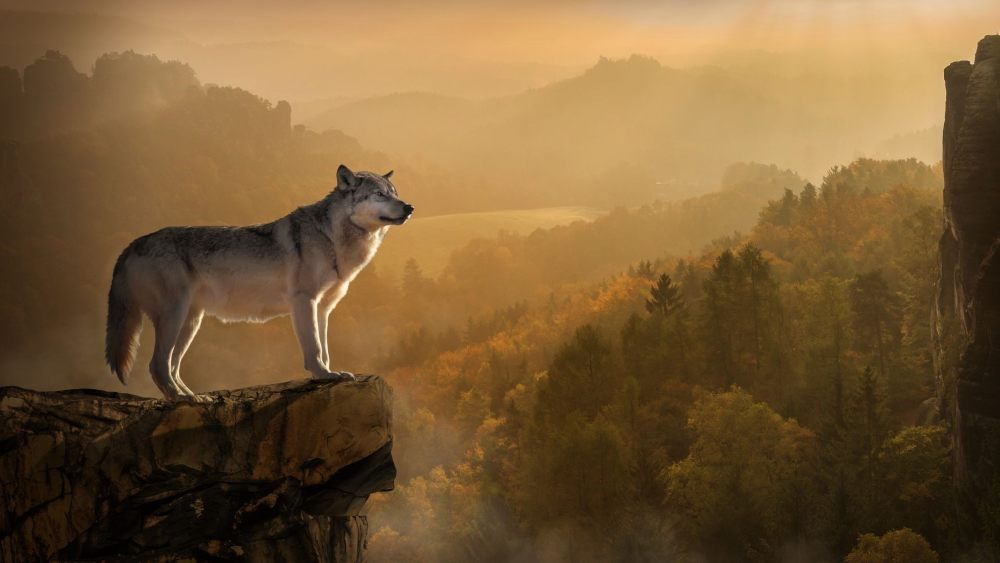 lobo gigante